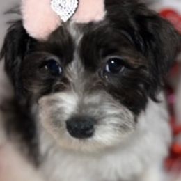 Maltipoos from Sonia's puppies