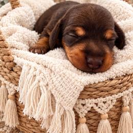 Slinky- CKC Registration - Chocolate and tan male Dachshund puppy in Stoneville, North Carolina from Yadkin Valley Dachshunds