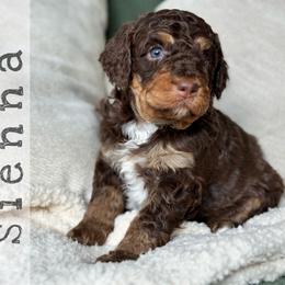 Sienna - Brown female Bernedoodle puppy in Spring, Texas from At The Cross Kennel