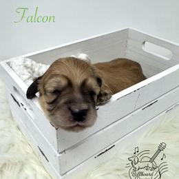 Falcon - Cream male Dachshund puppy in Pulaski, Tennessee from Billboard Doxies