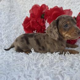 Bella - Dapple female Dachshund puppy in Colbert, Oklahoma from Brooke Crenshaw