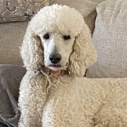 Dolly - Poodle