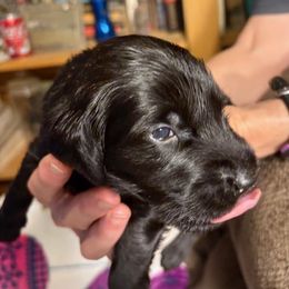 Onyx - Black male Flat-Coated Retriever puppy in Saxapahaw, North Carolina from Banquo