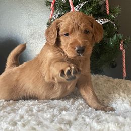 Goldendoodle Puppies from Ice Family Goldendoodles
