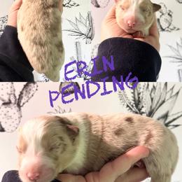 Erin - Red merle female Border Collie puppy in Sanger, California from Flying M Cactus Ranch Buddies