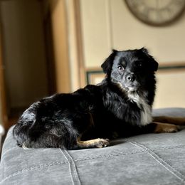 Peanut - Miniature Australian Shepherd