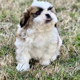Shih Tzu Puppies from Shih Tzus To Love