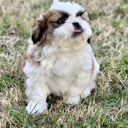 Shih Tzu Puppies from Shih Tzus To Love