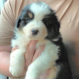 JULIA - Black tri-color female Australian Shepherd puppy in Elk Creek, Missouri from Hearts on Fire Australian Shepherds