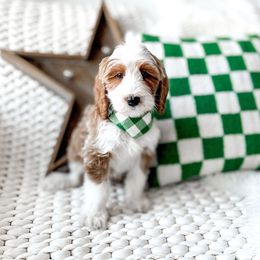 Pugsley - Red male Bernedoodle puppy in Springville, Utah from Happy Doodle