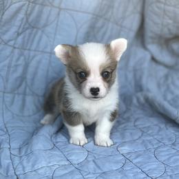 Rory - White and red female Pembroke Welsh Corgi puppy in Hope, Arkansas from Foxy Knoll Farm