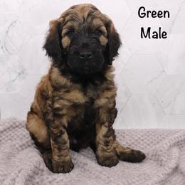 Green - Sable male Goldendoodle puppy in Maryville, Tennessee from Twin City Doodles