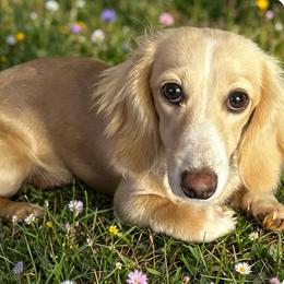 Sofia - Dachshund