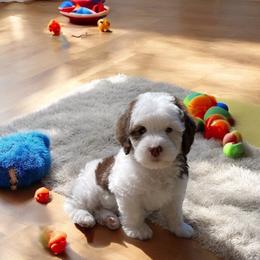 Bernedoodle and Goldendoodle Puppies from Paws 4 Doodles, LLC