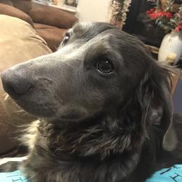 Jaeger - Dachshund