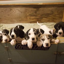 Great Dane Puppies from Cook’s Gentle Giants