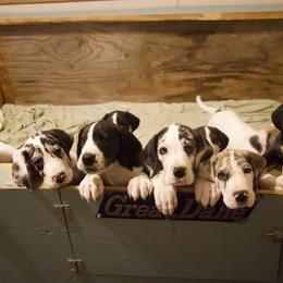 Great Dane Puppies from Cook’s Gentle Giants