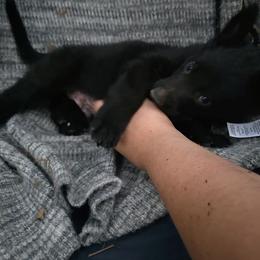 Gray Collar Male - Black male German Shepherd puppy in Cadet, Missouri from Working Valley Shepherds
