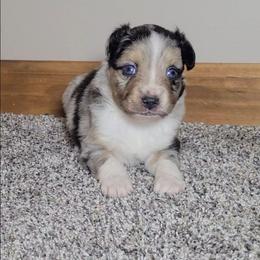 Obsidian - Blue merle male Miniature Australian Shepherd puppy in Sunbury, Pennsylvania from Elemental Mini Aussies
