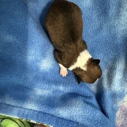 Boy 2 - Tri-colored male Pomeranian puppy in Decatur, Iowa from Lisa Greenhalgh