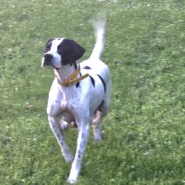 Beretta - Pointer