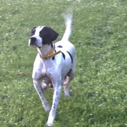 Beretta - Pointer