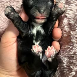 Baby girl - Black female Havapoo puppy in Spokane, Washington from Havaluv Puppies