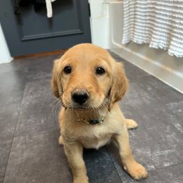 Yellow Polka Dot - Dark golden female Golden Retriever puppy in Celina, Texas from Red-Dawn