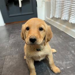 Yellow Polka Dot - Dark golden female Golden Retriever puppy in Celina, Texas from Red-Dawn
