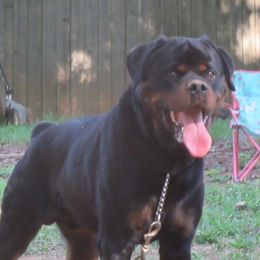 Chief  - Rottweiler