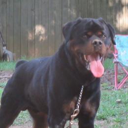 Chief  - Rottweiler