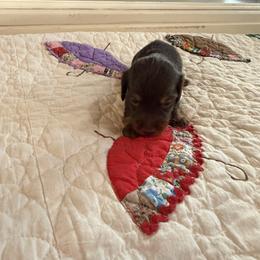 Luke - Chocolate and tan male Dachshund puppy in Cabool, Missouri from Hidden Valley Farms