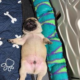 Raymond - Fawn male French Bulldog puppy in Neenah, Wisconsin from Mimosa Acres French Bulldogs LLC