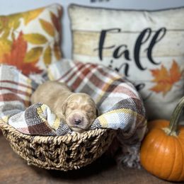 Gray collar - Golden female Golden Retriever puppy in Monroe, Tennessee from Golden Girls Furever Friends