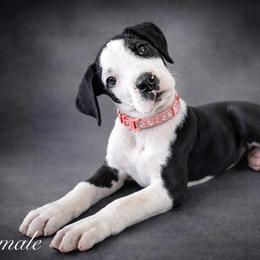 Puppy 5 - Mantle female Great Dane puppy in Ocala, Florida from Oak Haven Great Danes