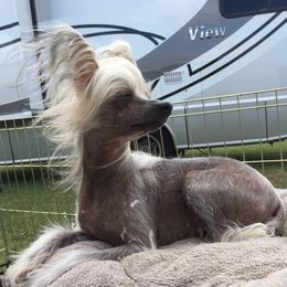 Chinese Cresteds from Punk Rockin’ Ponies