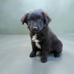 Memphis - Black male Australian Shepherd puppy in Statesville, North Carolina from Charming Australian Shepherds