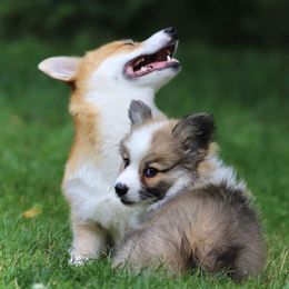 Pembroke Welsh Corgi Puppies from Cosmere Corgis