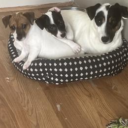 Border Collie and Jack Russell Terrier Puppies from CP FARMS BORDER COLLIES N JACKS CORP
