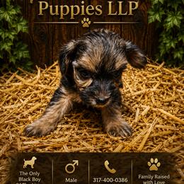 The Only Black and Brown Male - Black & tan tri-color male Morkie puppy in Avon, Indiana from Precise Puppies LLP