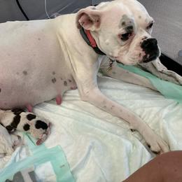Puppy 5 - White male Boxer puppy in Nashville, Tennessee from Best Friends