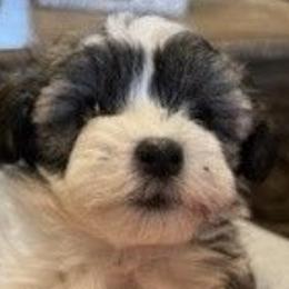 Havanese from Haslet Havanese