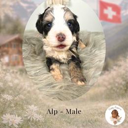 Alp - Tri-color male Bernedoodle puppy in Canton, Georgia from Teddy Puppies