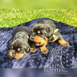 Rottweiler Puppies from Hardy Rotties