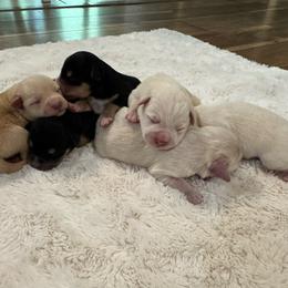 Miniature Schnauzer puppies from Very Special Mini Schnauzers