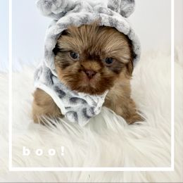 Shih Tzu Puppies from Arizona Sunrise Shih Tzus