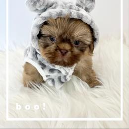 Shih Tzu Puppies from Arizona Sunrise Shih Tzus