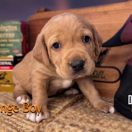 Orange Boy - Yellow male Labrador Retriever puppy in Plymouth, North Carolina from Duck Creek Kennels