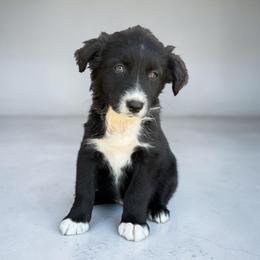 Etta - Black tri-color female Australian Shepherd puppy in Statesville, North Carolina from Charming Australian Shepherds