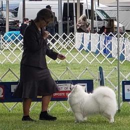 American Eskimo Dogs and Golden Retrievers from Kaydells Kennels